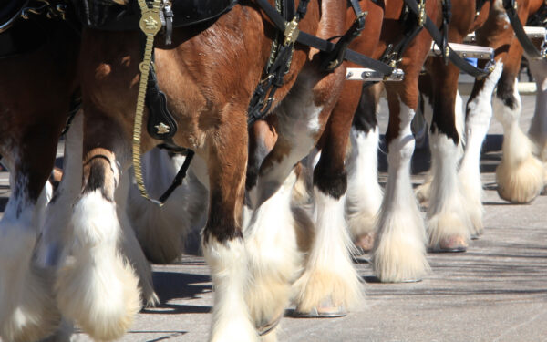 Clydesdales Baseball Team St Louis Hero Network